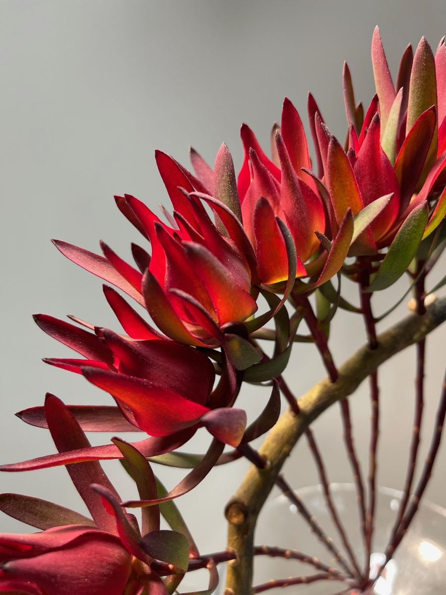 Leucadendron rosso in macro