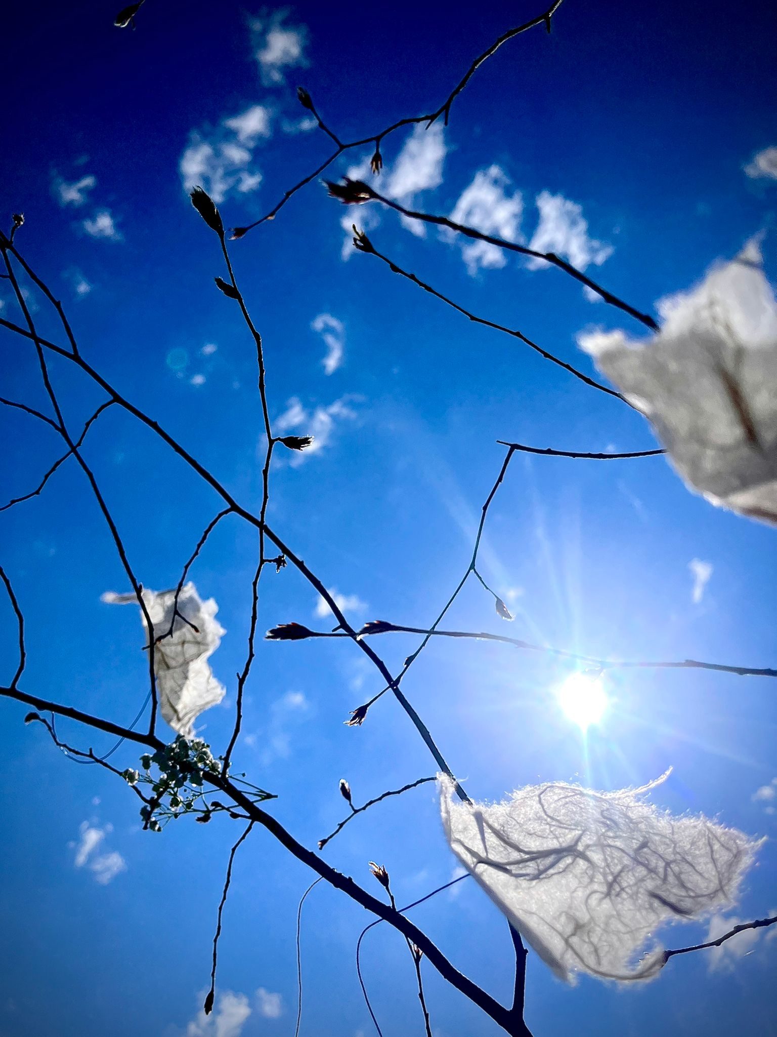 Rami con fiori di carta e velature bianche contro un cielo blu con il sole