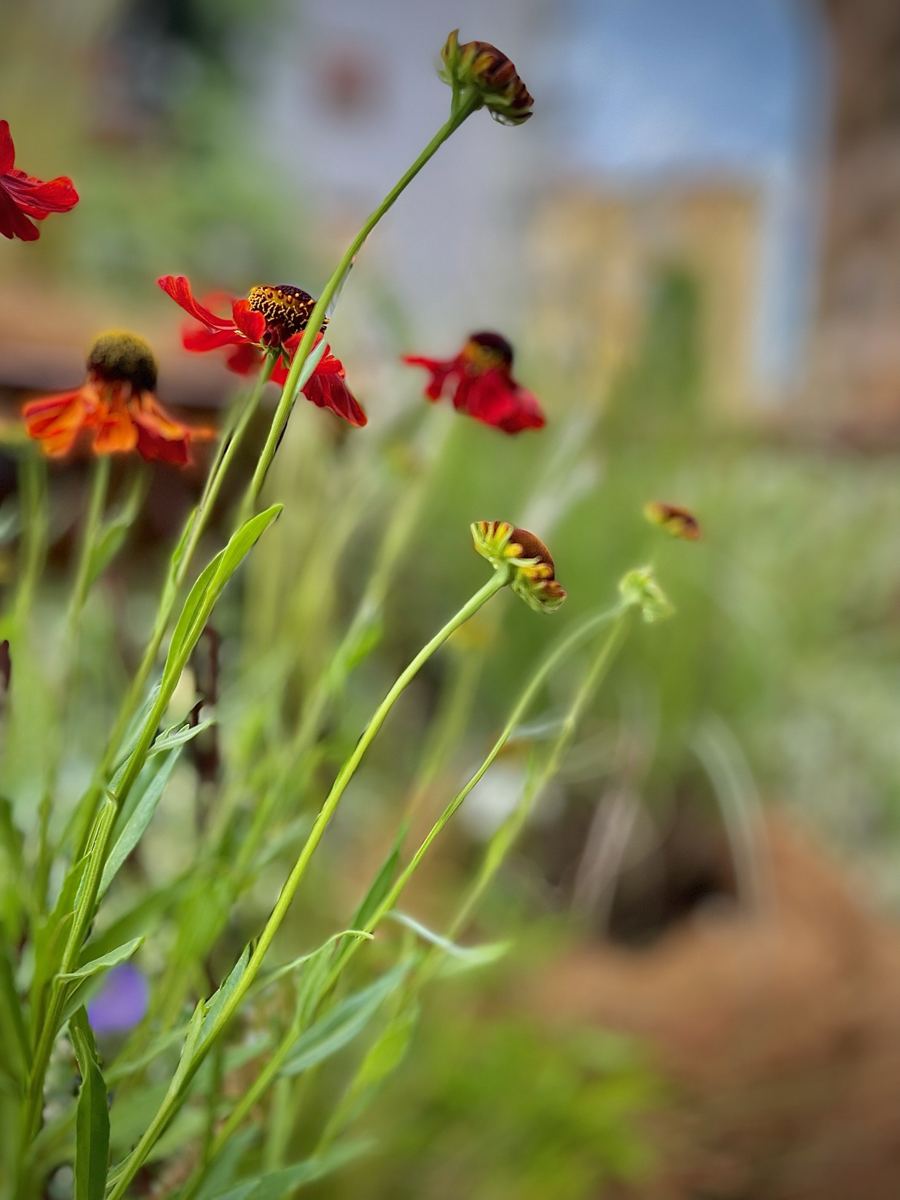 Materia FLOR A L — immagine 046