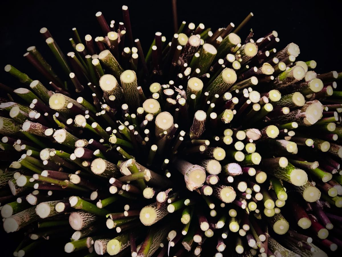 Materia FLOR A L — immagine 051