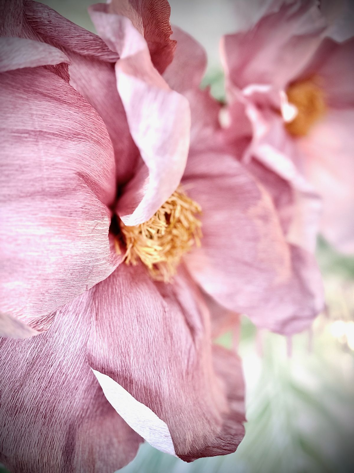 Peonie rosa in macro, petali eterei
