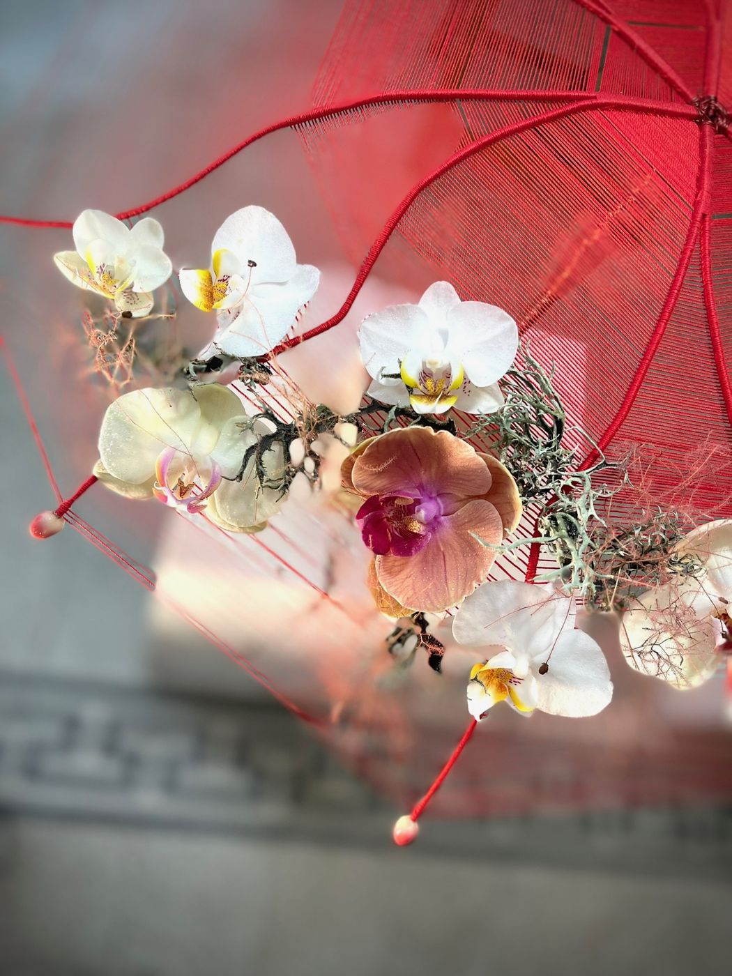 Orchidee phalaenopsis su ombrello di fili rossi